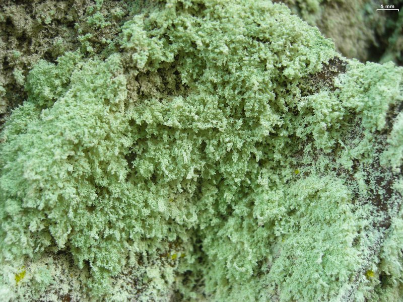 Lecanora anakeestiicola