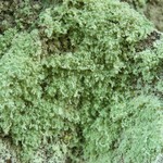 Lecanora anakeestiicola