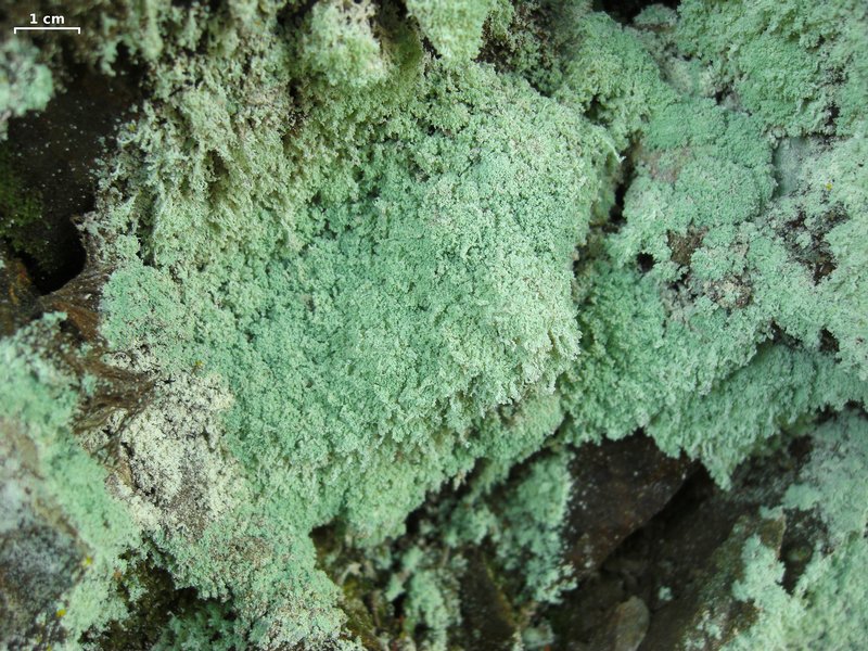 Lecanora anakeestiicola