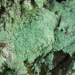 Lecanora anakeestiicola