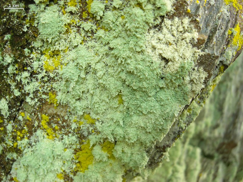 Lecanora anakeestiicola