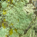 Lecanora anakeestiicola