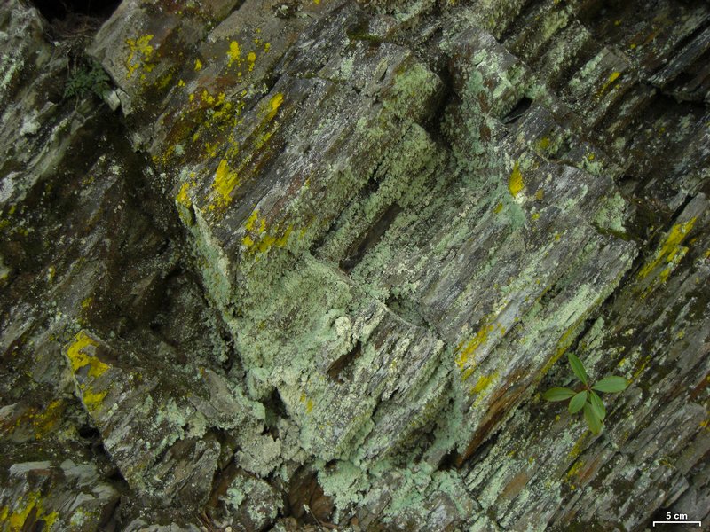 Lecanora anakeestiicola