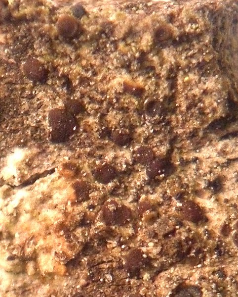 Lecanora anopta