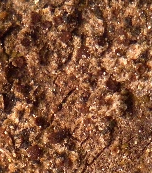 Lecanora anopta