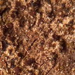 Lecanora anopta