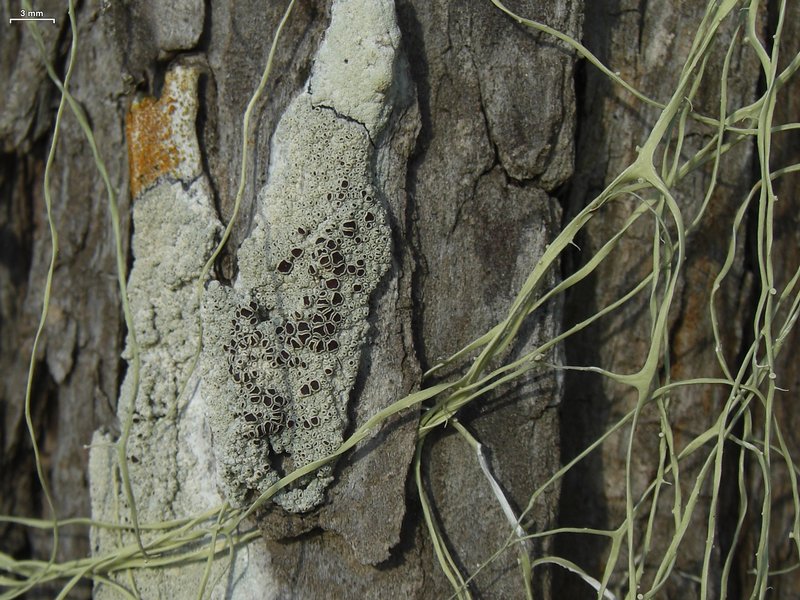 Lecanora argentata