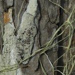 Lecanora argentata