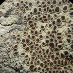 Lecanora argentata