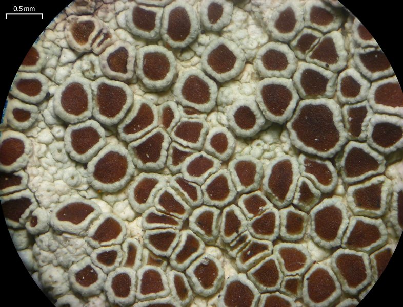 Lecanora argentata