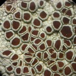 Lecanora argentata