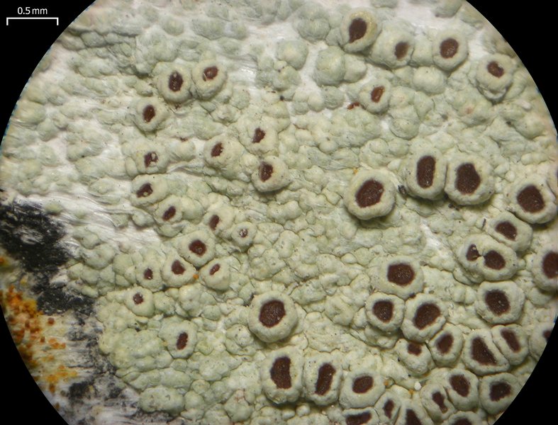 Lecanora argentata