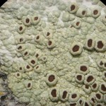 Lecanora argentata