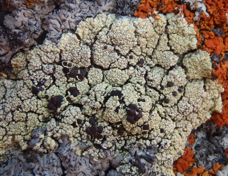 Lecanora argopholis