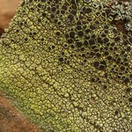 Lecanora argopholis