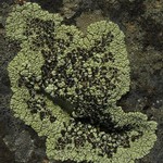 Lecanora argopholis