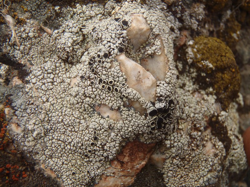 Lecanora argopholis