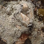 Lecanora argopholis