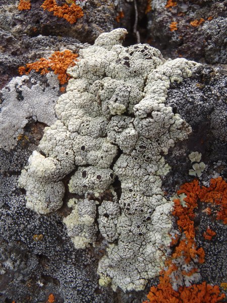 Lecanora argopholis