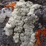 Lecanora argopholis