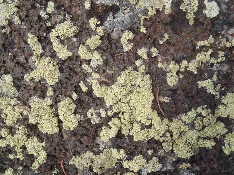 Lecanora argopholis