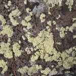 Lecanora argopholis
