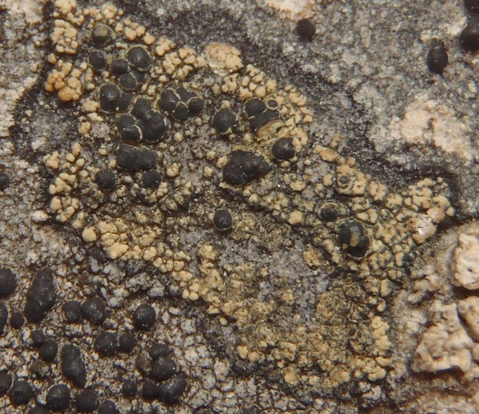 Lecanora atrosulphurea