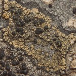Lecanora atrosulphurea