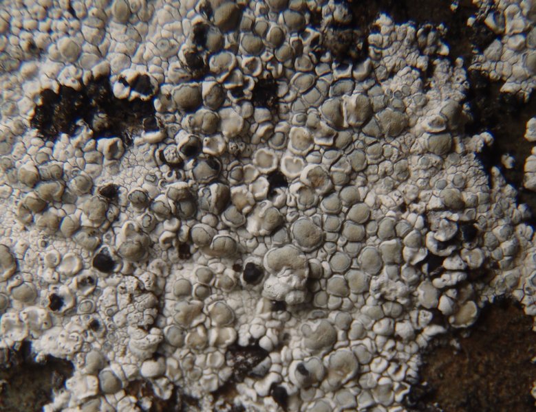 Lecanora bicincta