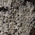 Lecanora bicincta