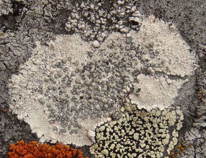 Lecanora bicincta