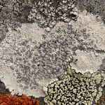 Lecanora bicincta