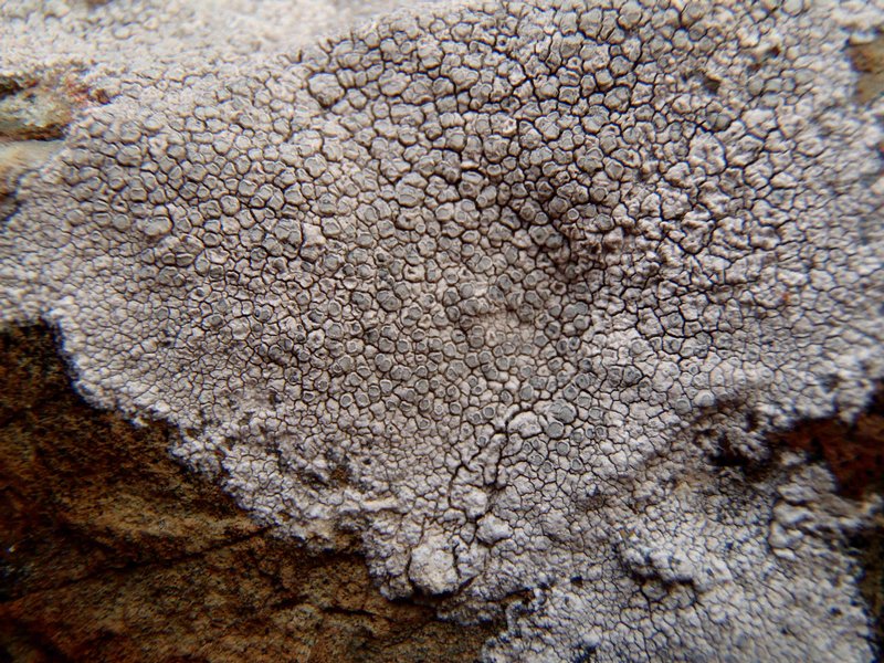 Lecanora bicincta