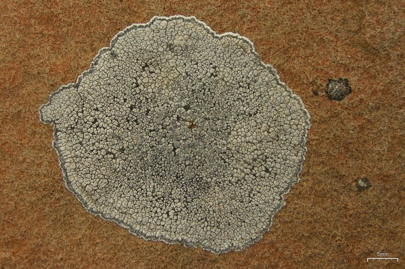 Lecanora bicincta