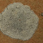 Lecanora bicincta