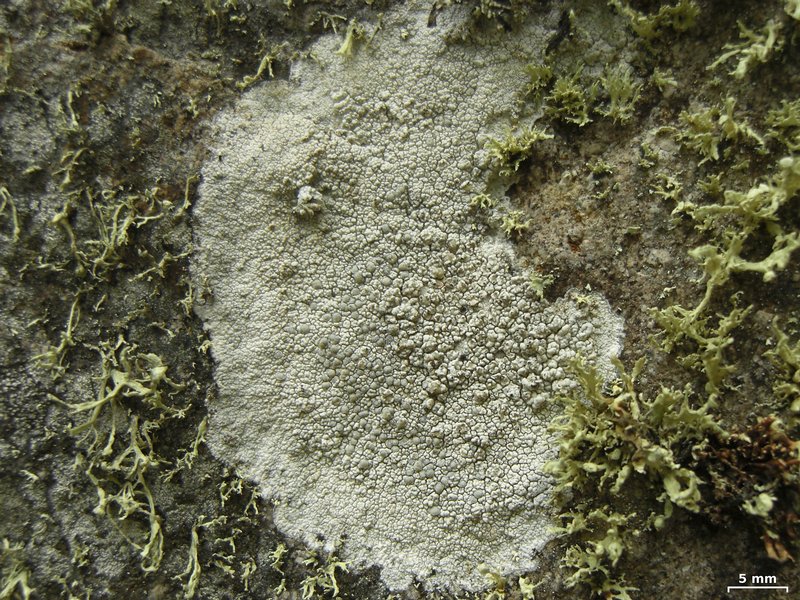 Lecanora bicincta