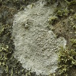 Lecanora bicincta