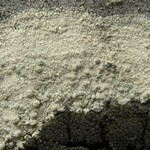 Lecanora bicincta