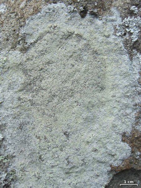 Lecanora brodoana