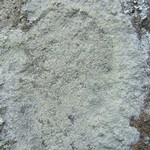 Lecanora brodoana