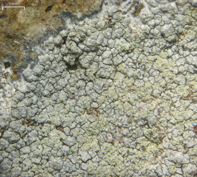 Lecanora brodoana