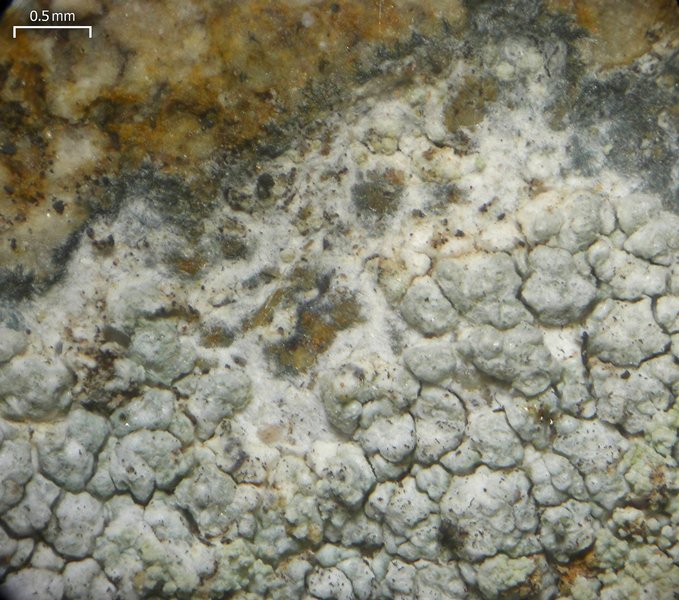 Lecanora brodoana