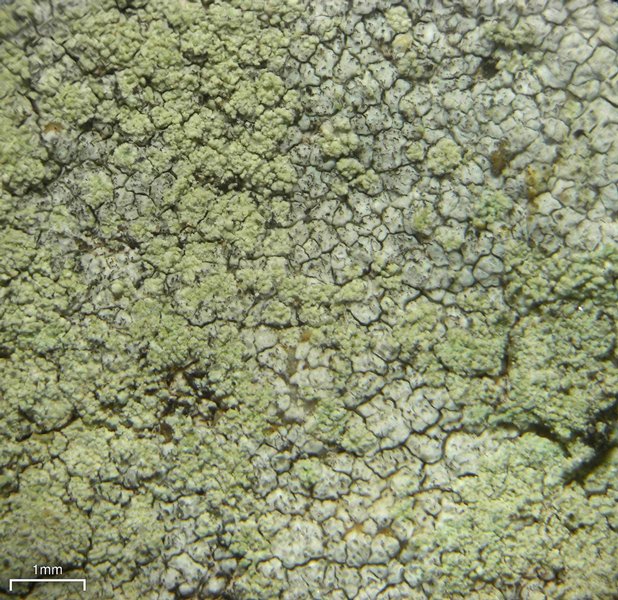 Lecanora brodoana