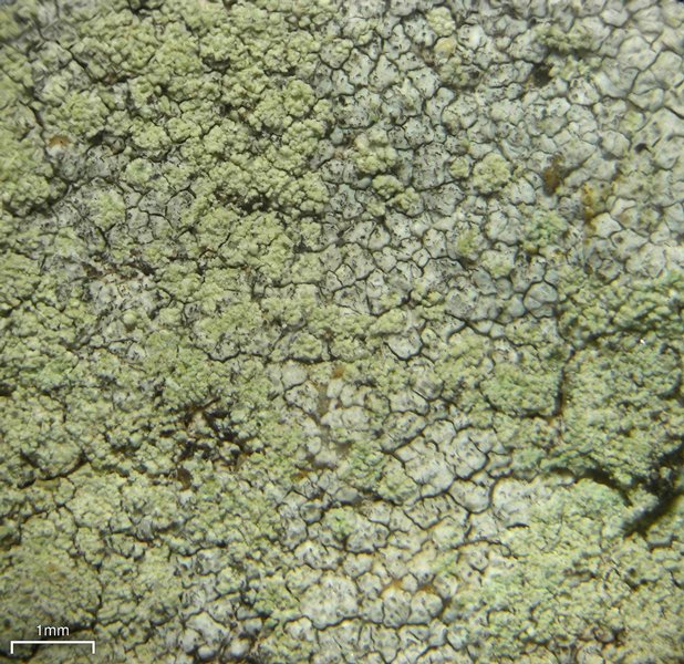 Lecanora brodoana