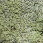 Lecanora brodoana