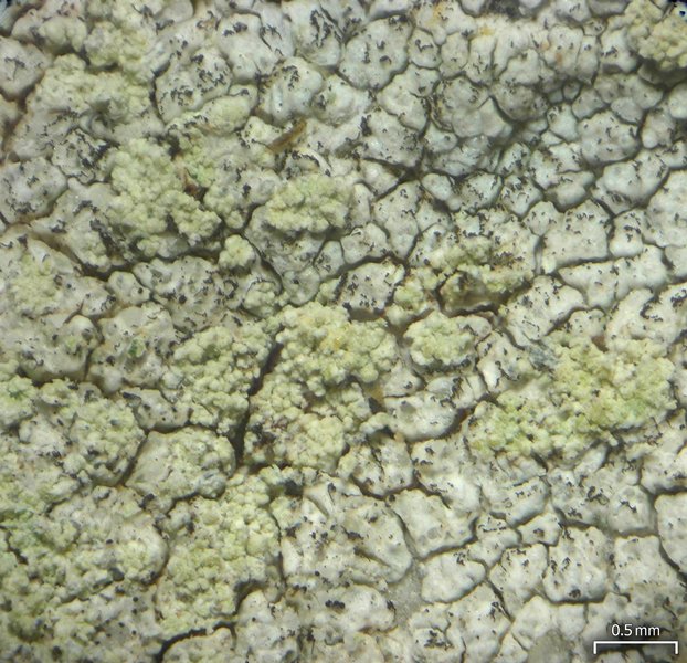 Lecanora brodoana