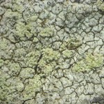 Lecanora brodoana
