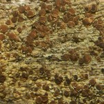 Lecanora cadubriae
