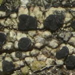 Lecanora cadubriae