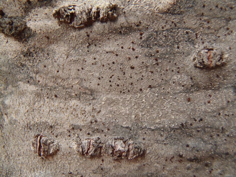 Lecanora cadubriae